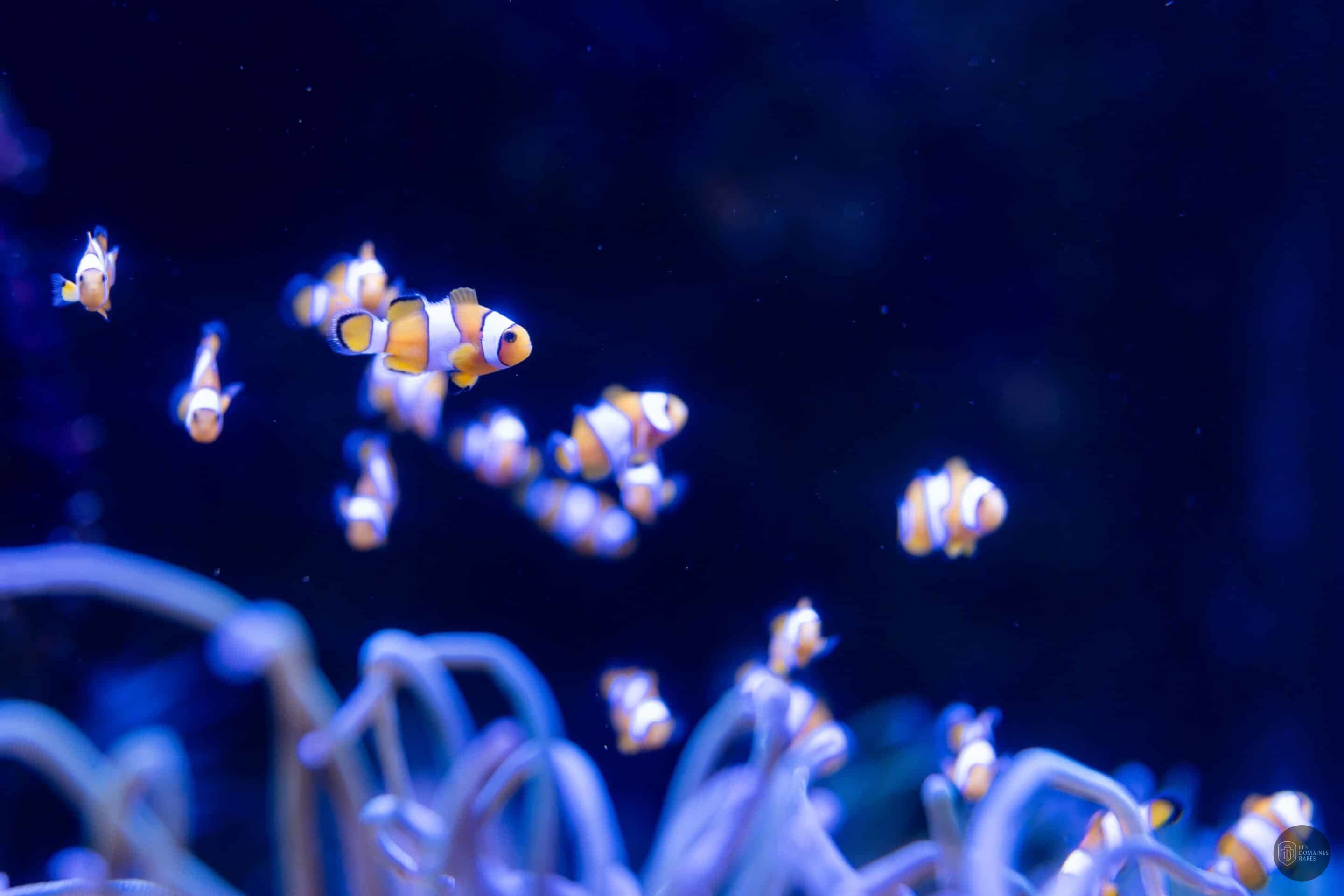 Vue de l'aquarium Aquarium Oniria à Canet en Occitanie
