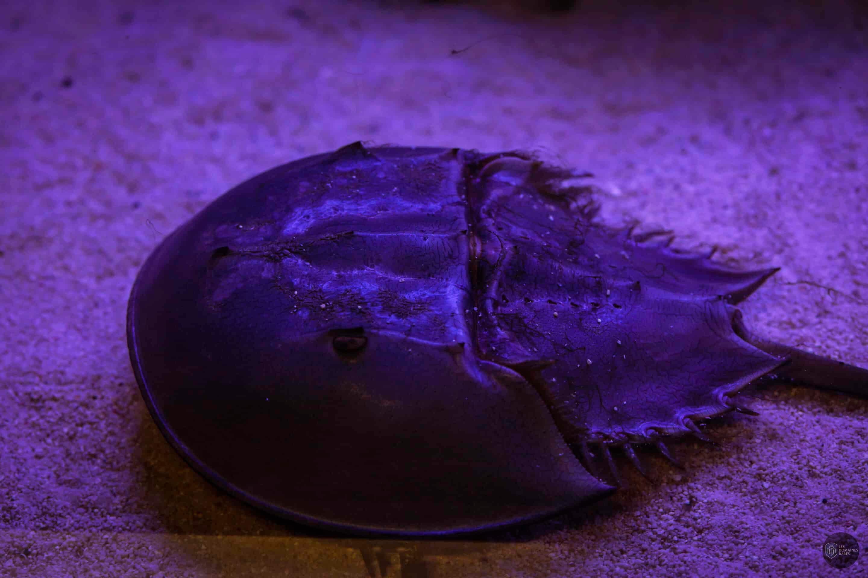Vue de l'aquarium Aquarium Oniria à Canet en Occitanie