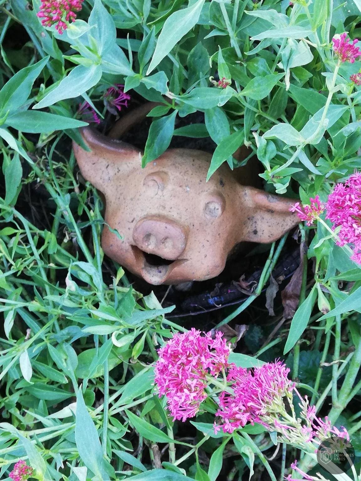 Vue extérieure du lieu Au Cochon Qui Rit à Hardifort en Hauts-de-France