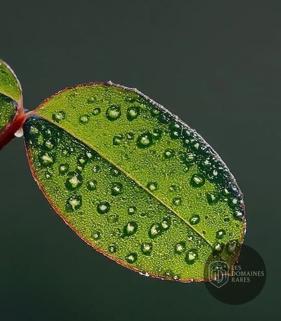 Feuille verte avec des gouttes d'eau