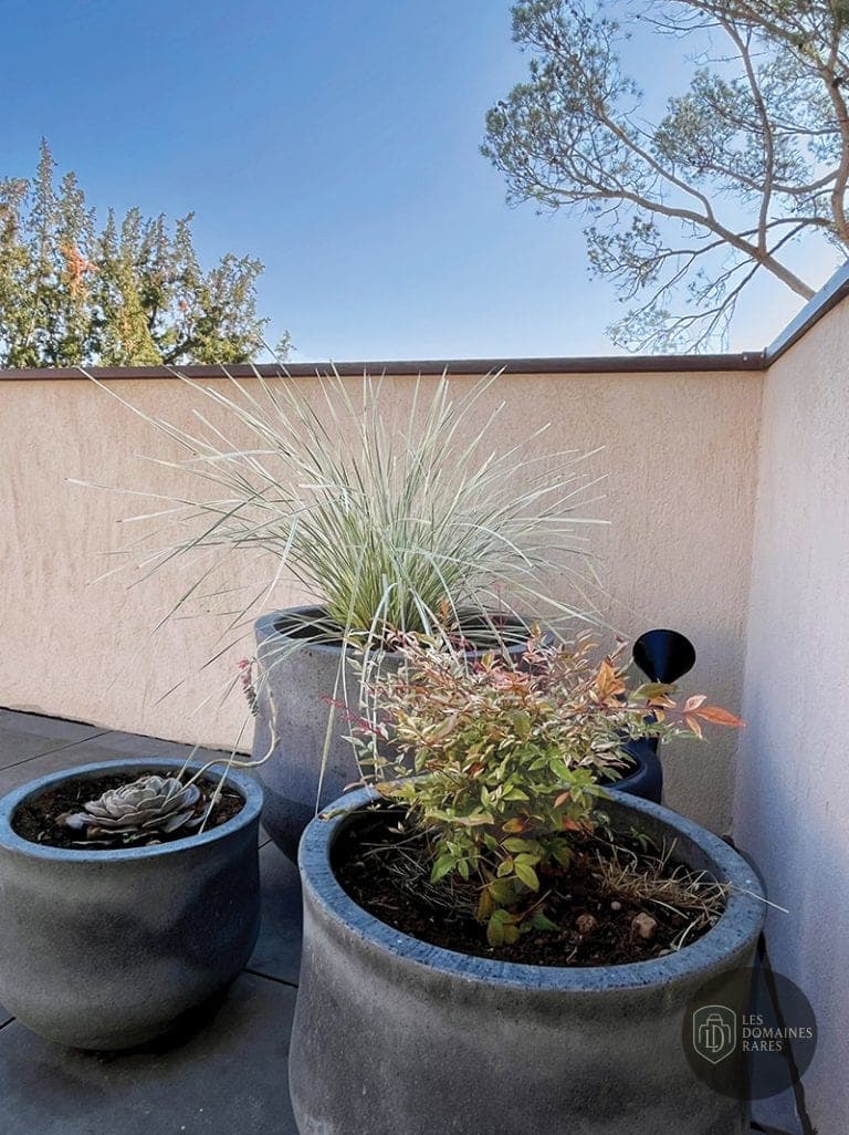Plantes en pot sur terrasse extérieure