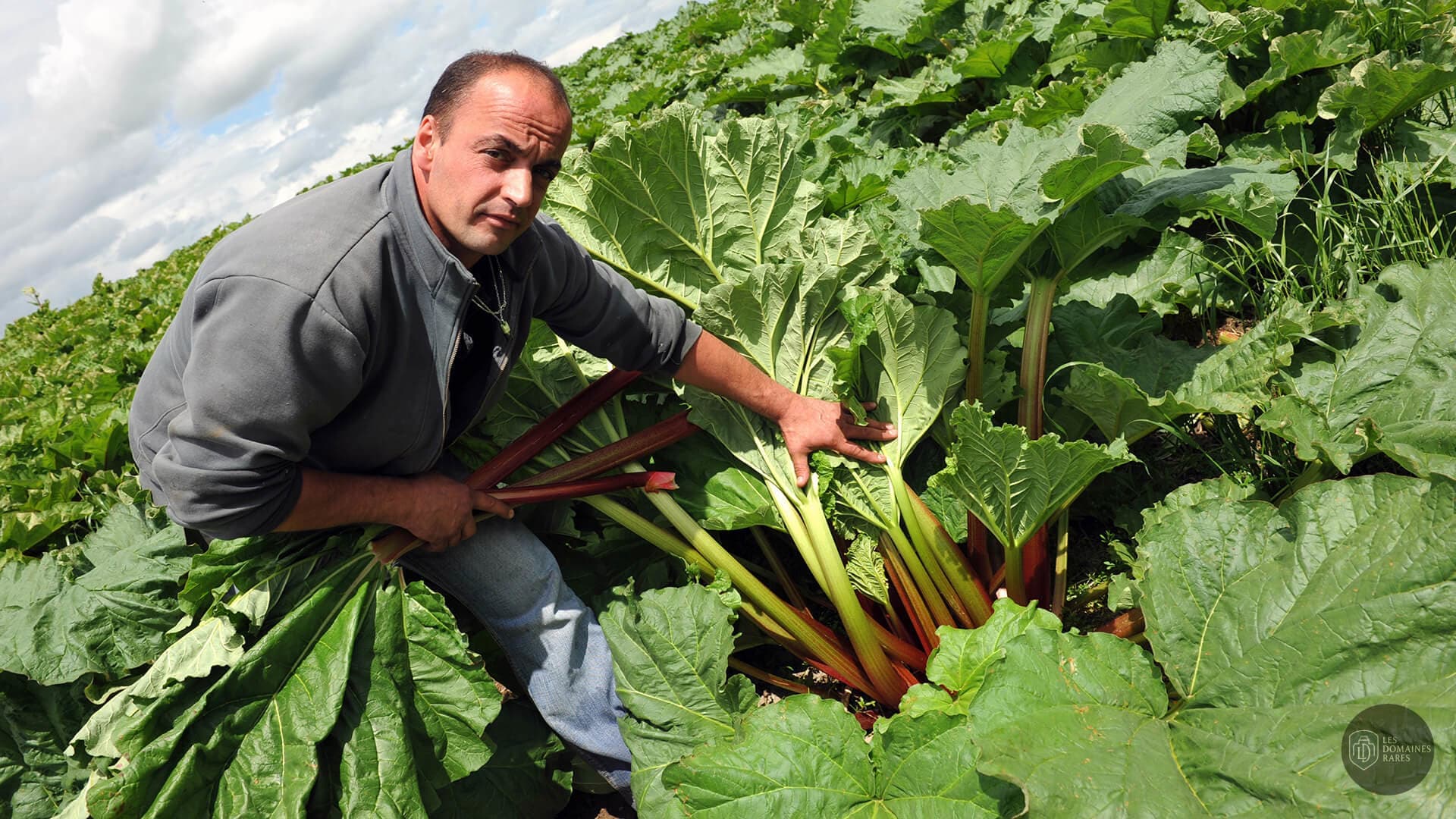 Récolte de rhubarbe dans un champ