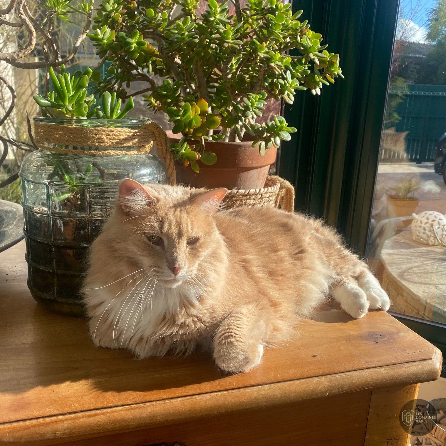 Vue du lieu Bonjour Chaton en Pays de la Loire