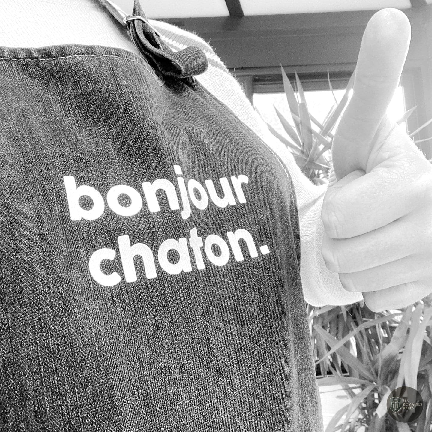 Vue du lieu Bonjour Chaton en Pays de la Loire