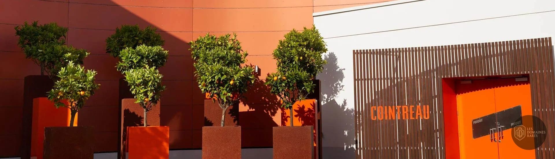 Entrée du Carré Cointreau, orangers décoratifs