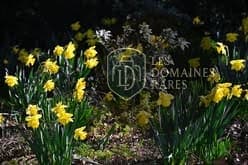 Massif de jonquilles en fleurs
