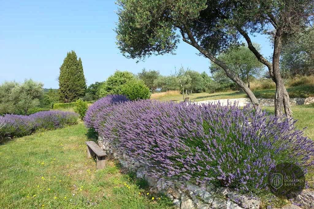 Jardin de lavande en Provence