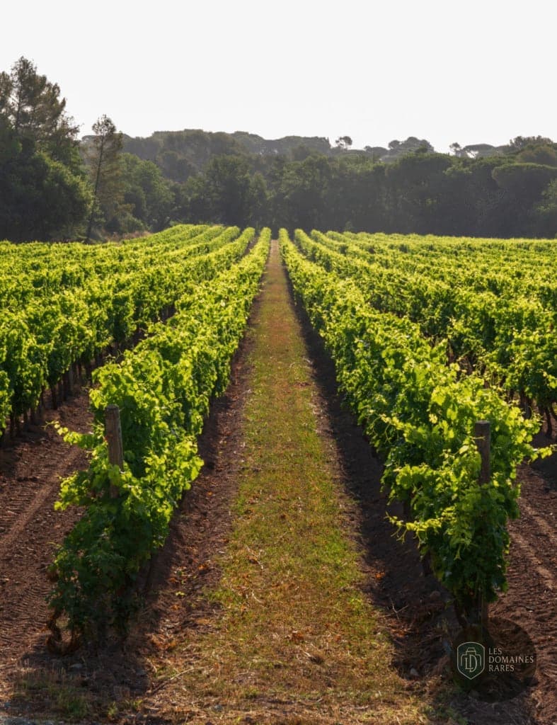Vue extérieure du domaine Clos des Roses à Fréjus en Provence-Alpes-Côte d'Azur