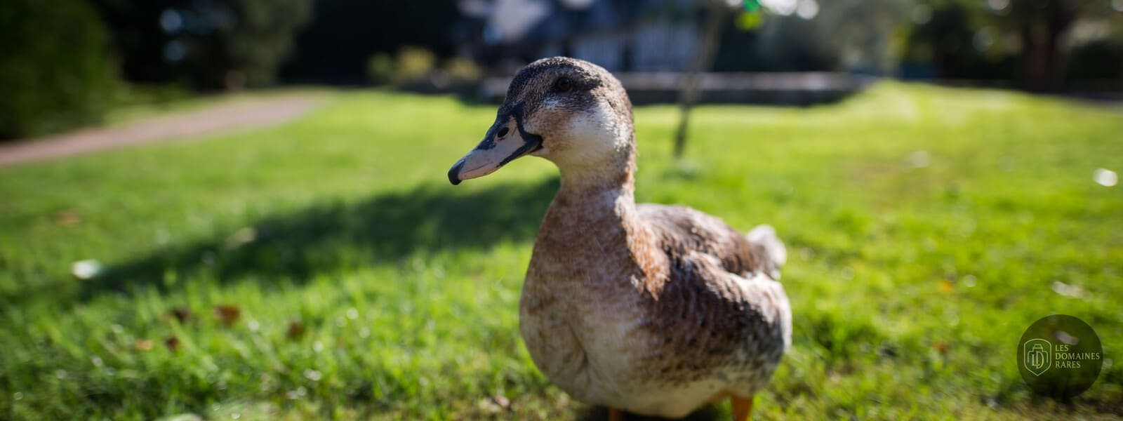 Canard dans le parc du domaine