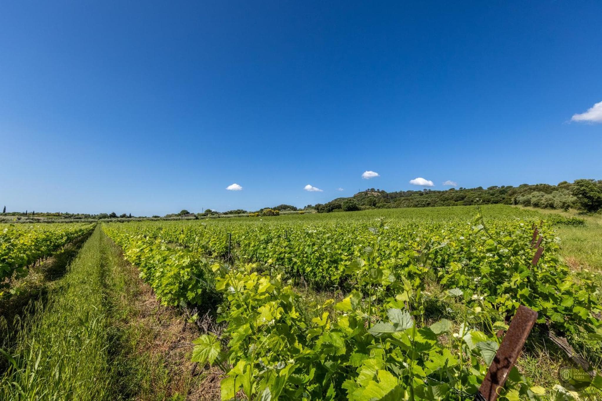 Vue du domaine Domaine des Escaunes en Occitanie