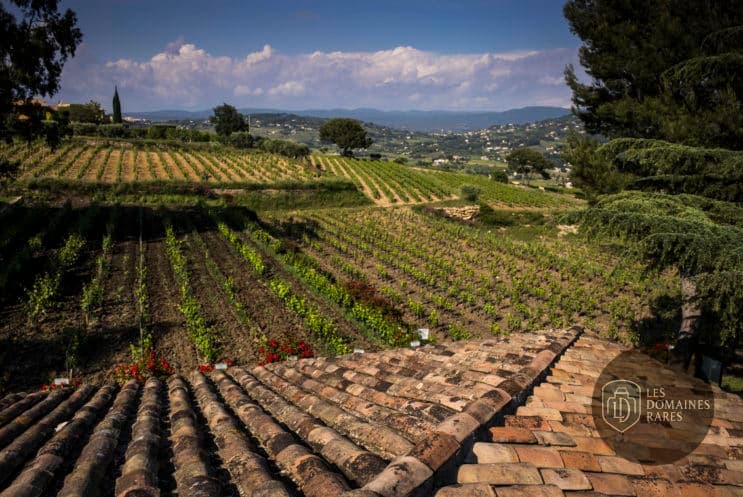 Vignes et paysage depuis un toit