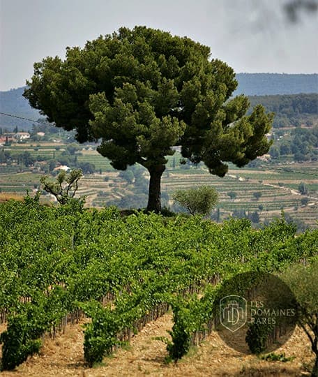 Vignes et arbre dans le domaine