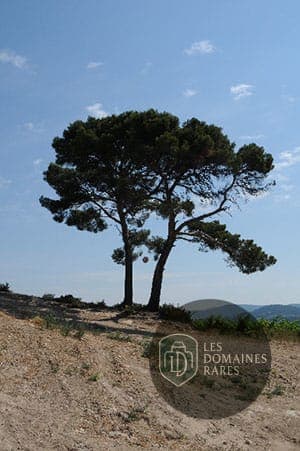Arbres sur une colline du domaine