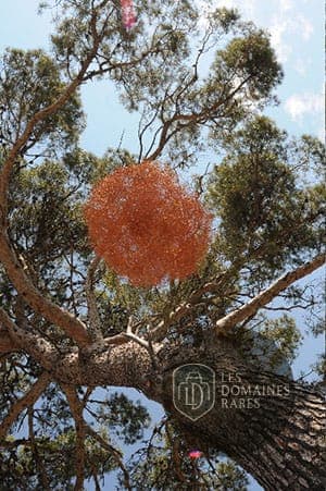 Sculpture/décoration dans un arbre