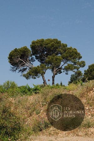 Arbres sur une colline ensoleillée