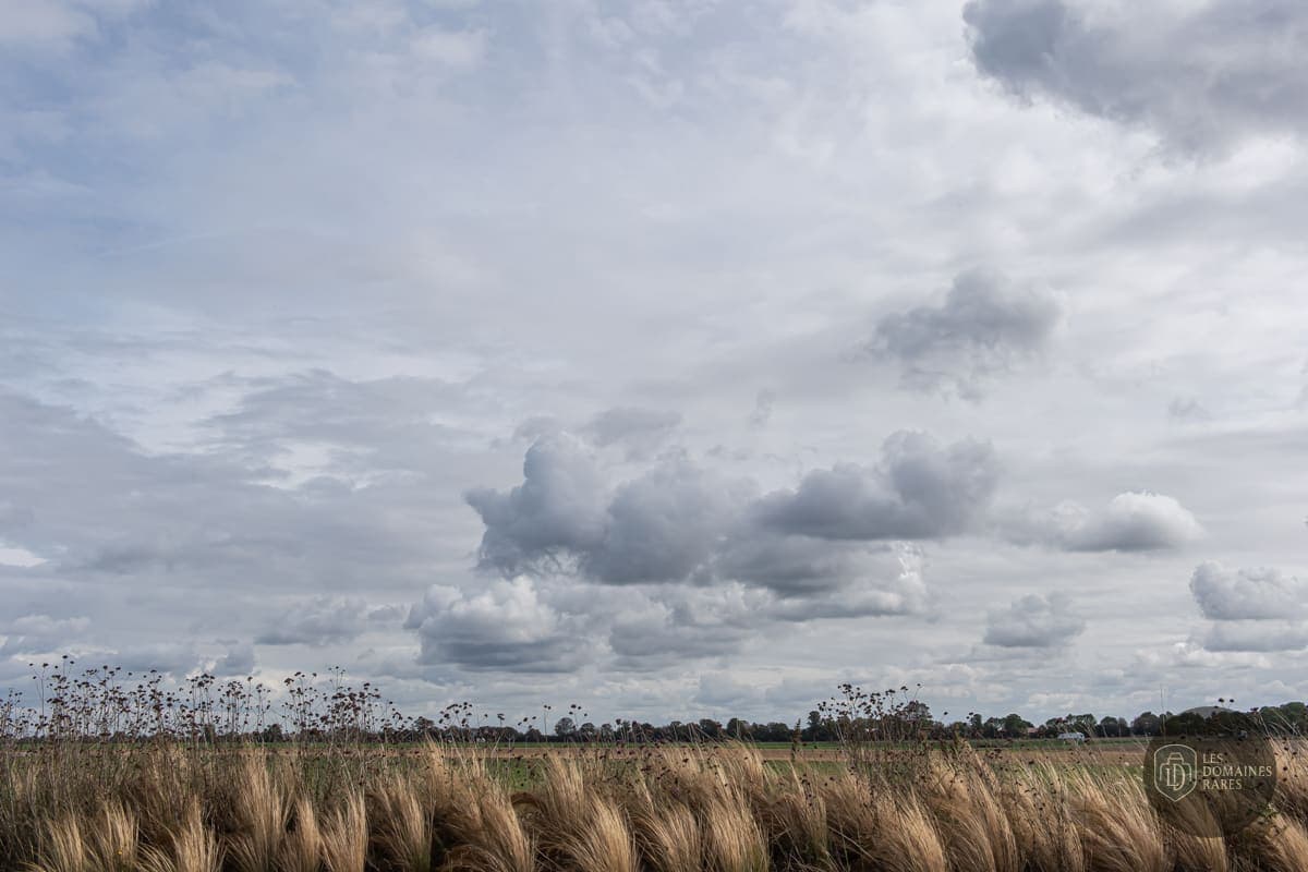 Champ de blé et ciel nuageux