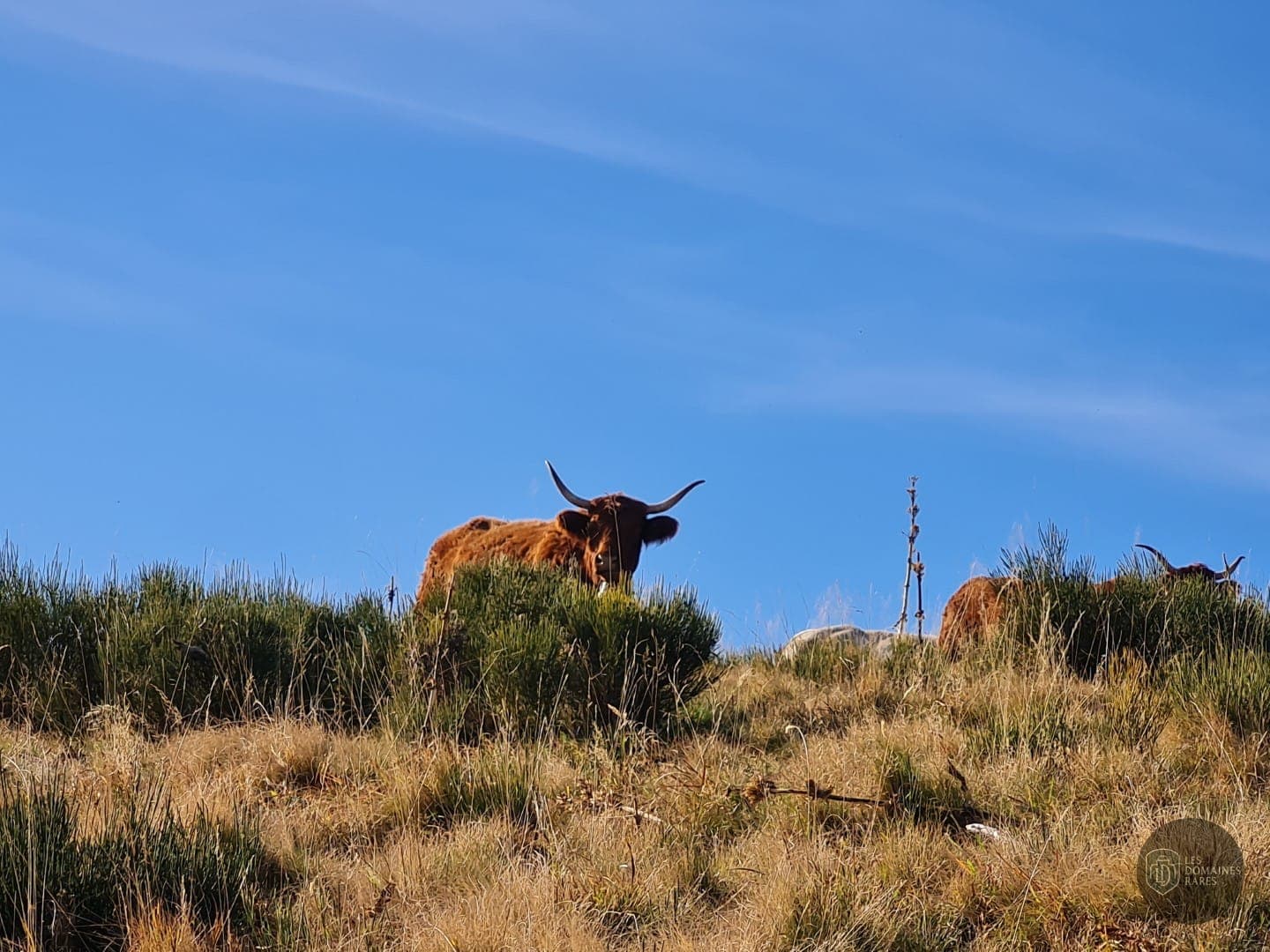 Vue extérieure de la ferme Ferme de Trielle à Thiezac en Auvergne-Rhône-Alpes