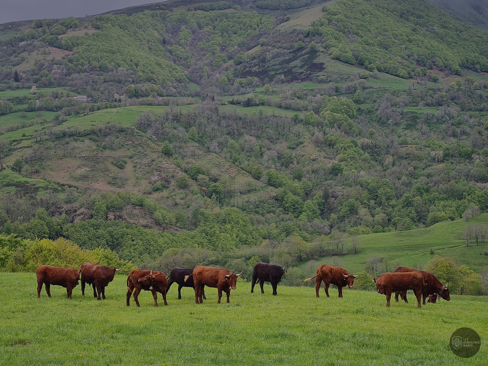 Vue extérieure de la ferme Ferme de Trielle à Thiezac en Auvergne-Rhône-Alpes