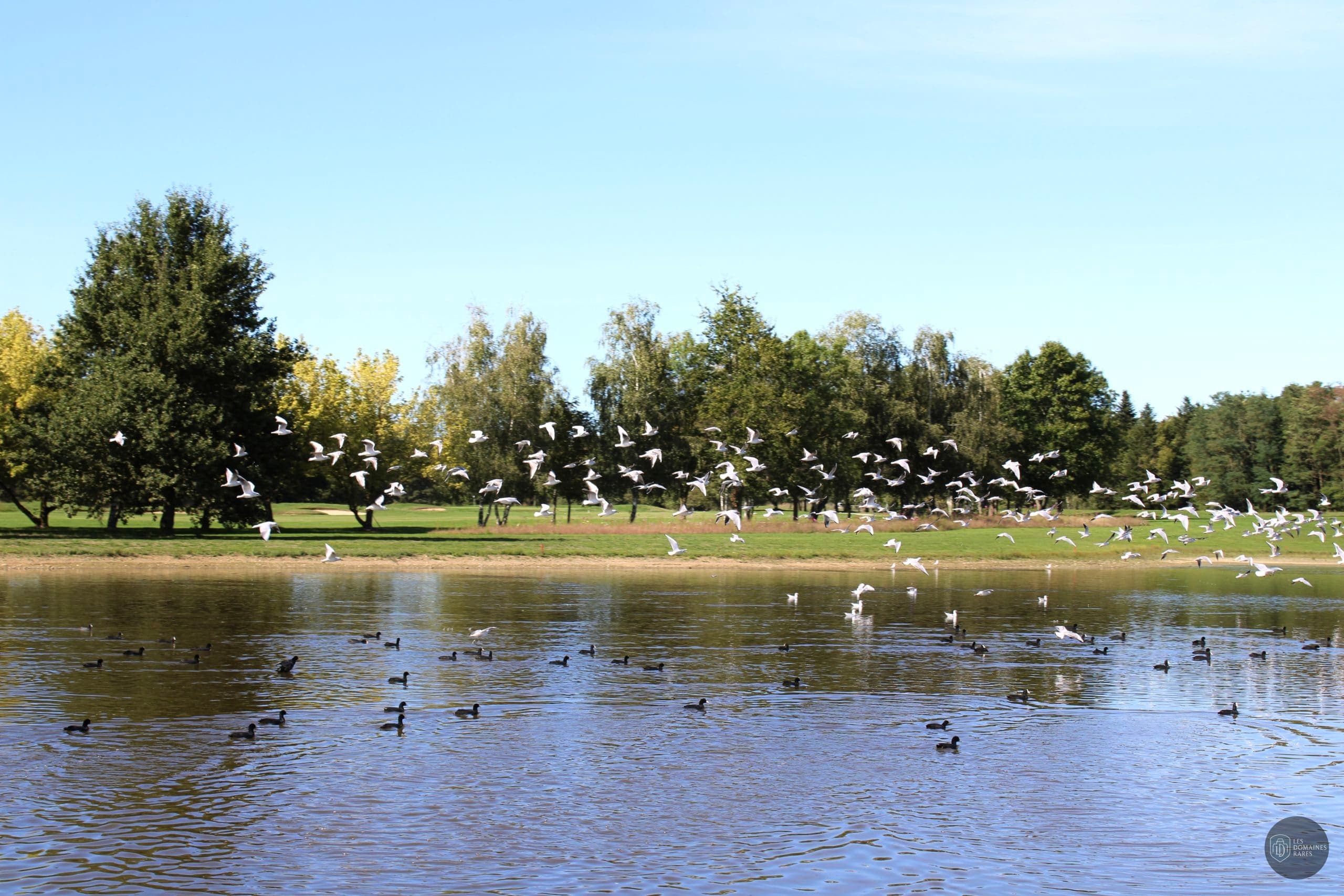 Étang avec canards et oiseaux