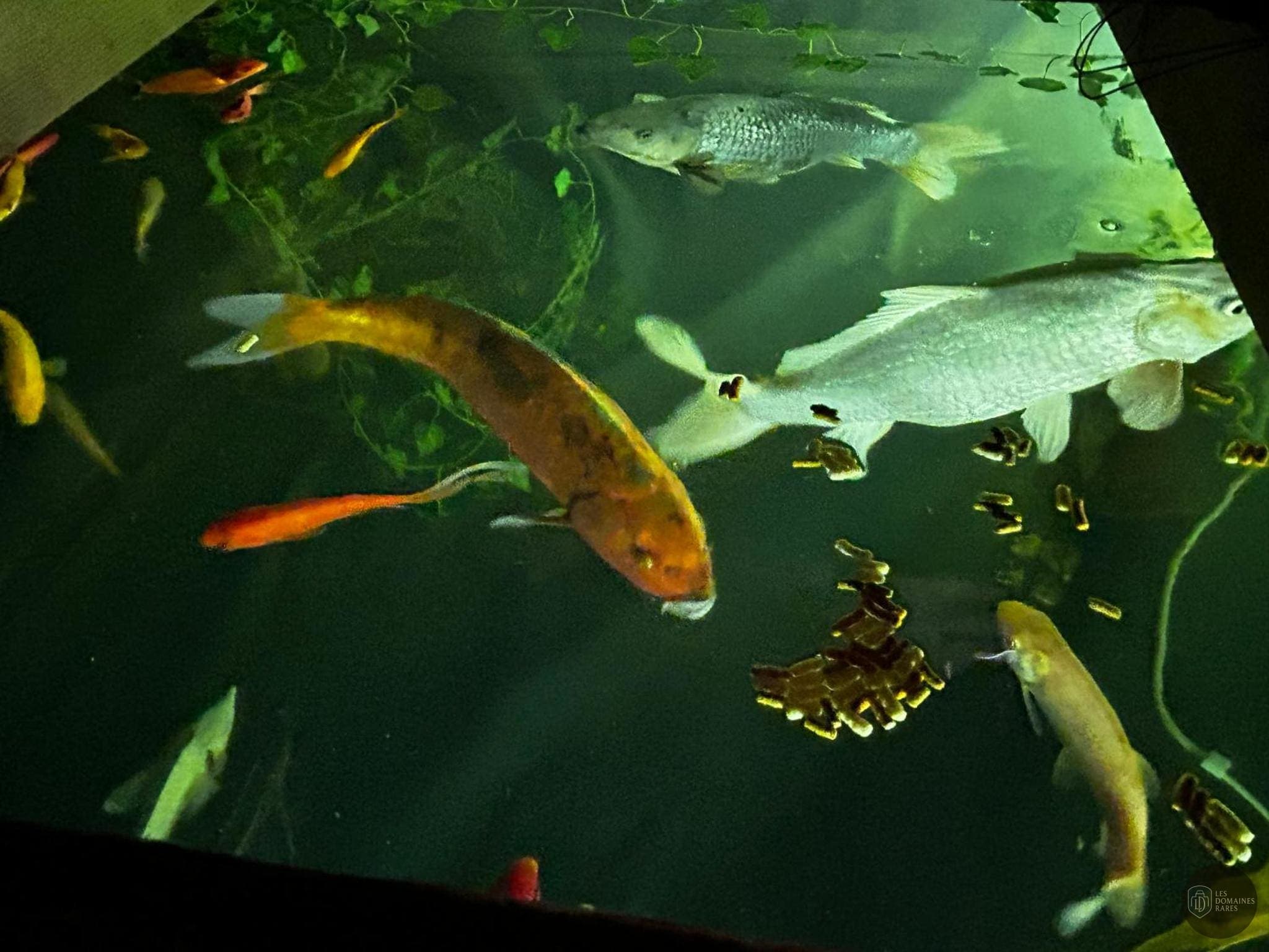 Vue extérieure de l'hôtel L'Aquarium à Vonnas en Auvergne-Rhône-Alpes