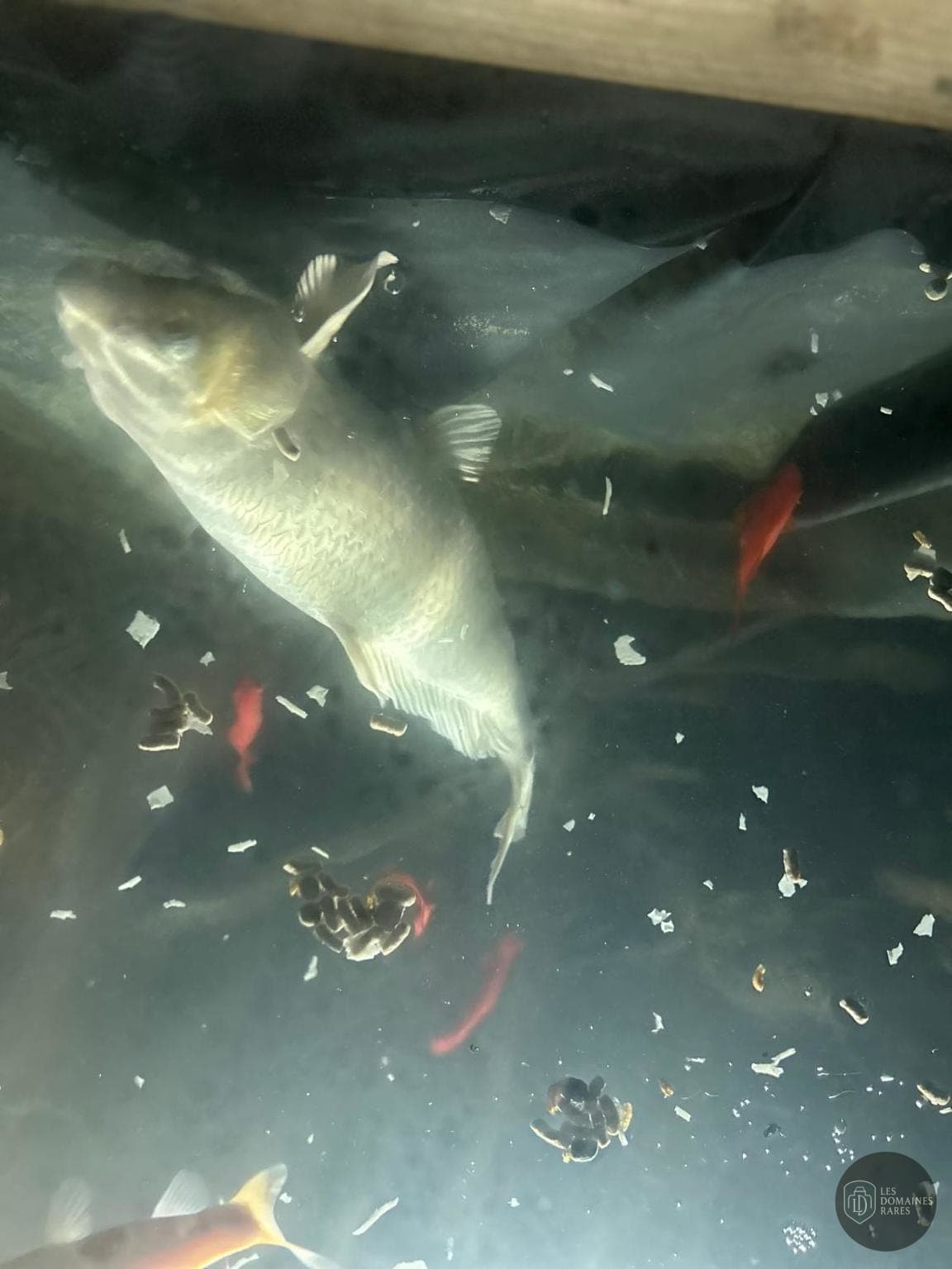 Vue extérieure de l'hôtel L'Aquarium à Vonnas en Auvergne-Rhône-Alpes