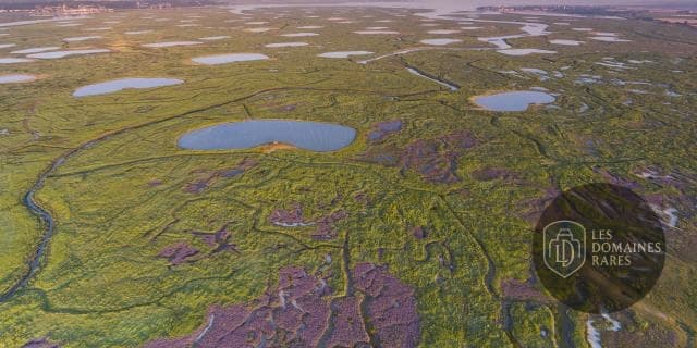 Vue aérienne des lilas de mer