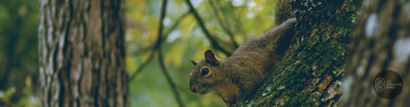 Écureuil dans un arbre