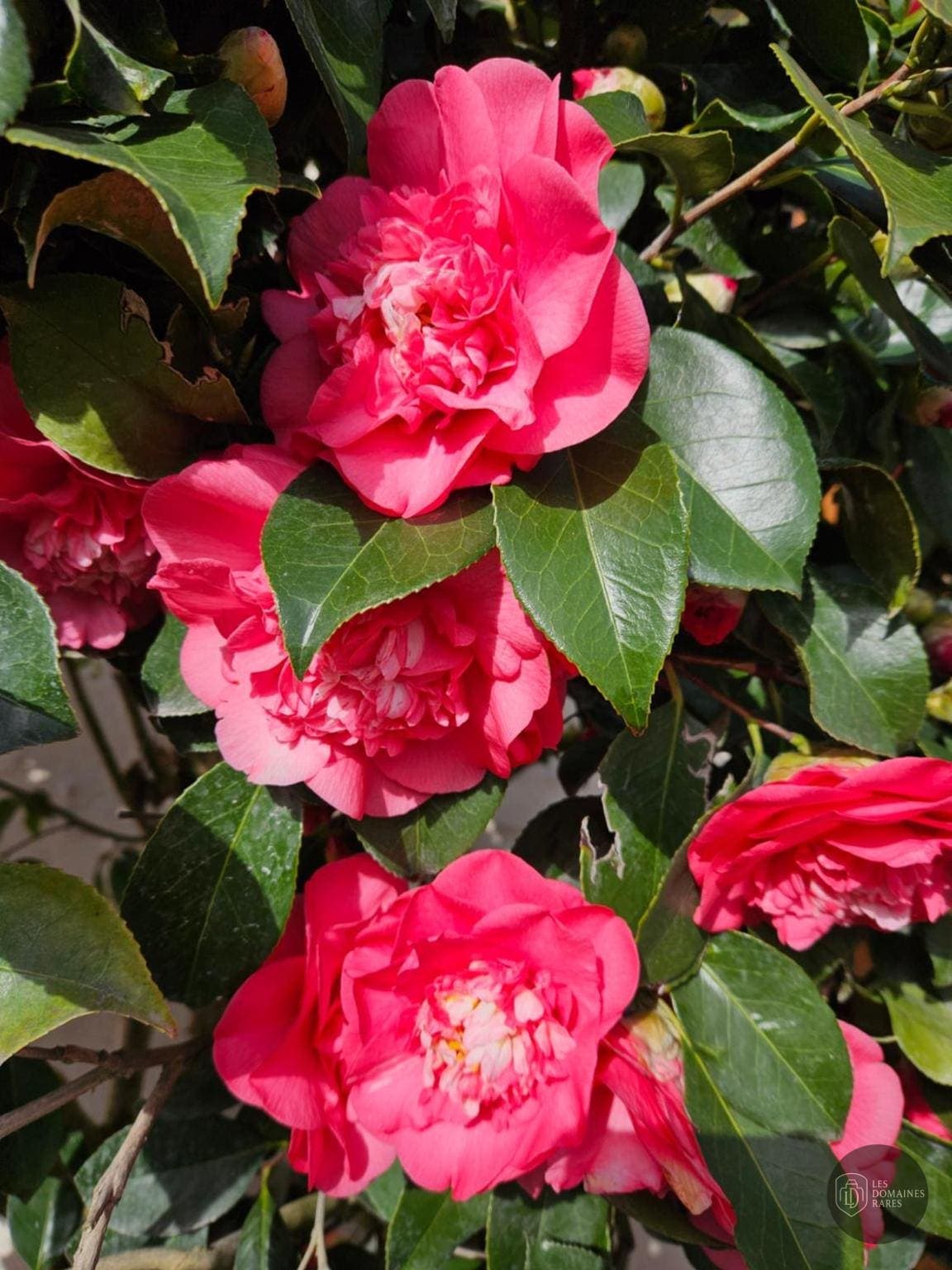 Vue extérieure du lieu Les Camélias en Normandie
