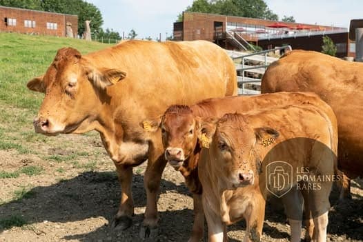 Vue extérieure du lieu Limousine Park à Boisseuil en Nouvelle-Aquitaine
