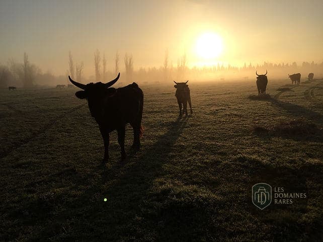 Taureaux au lever du soleil