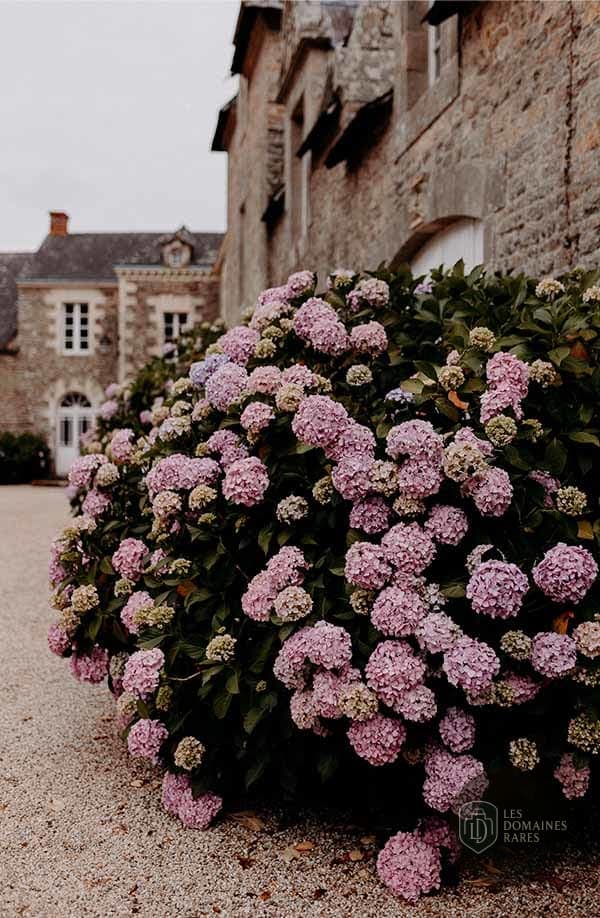 Façade et hortensias roses