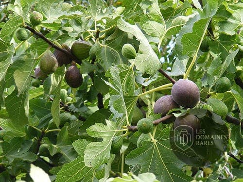 Branche d'arbre fruitier (figues)