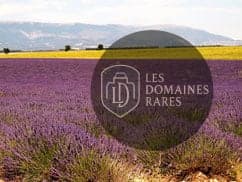 Champs de lavande