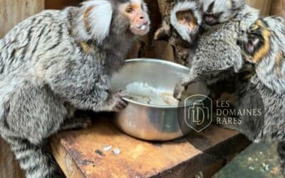 Vue du parc animalier et botanique Parc Phoenix à Nice en Provence-Alpes-Côte d'Azur