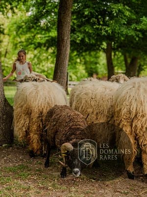 Vue du lieu Parc du Petit Prince en Grand Est