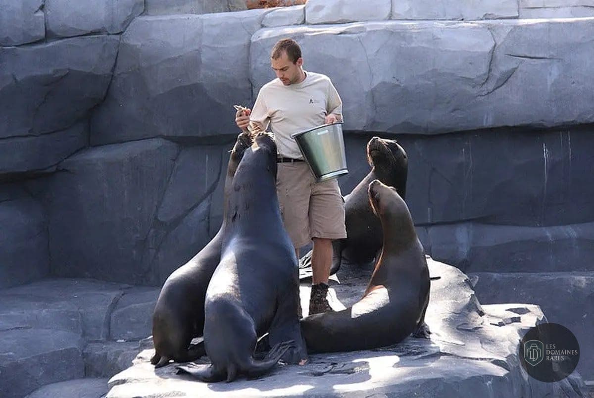 Homme nourrissant des otaries