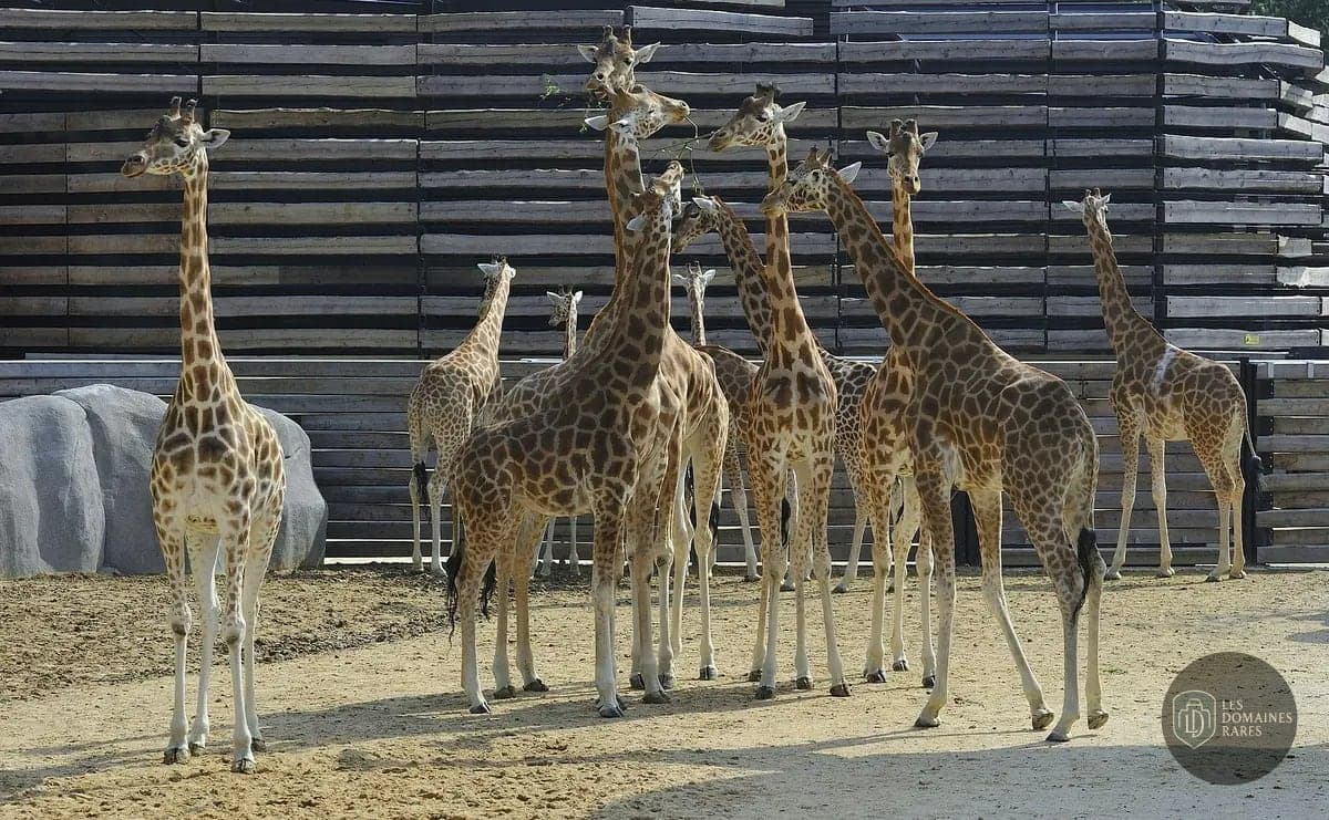 Groupe de girafes dans un enclos