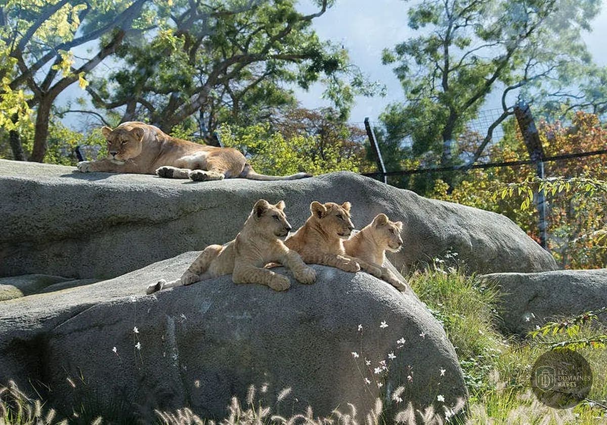 Lions se prélassant sur des rochers