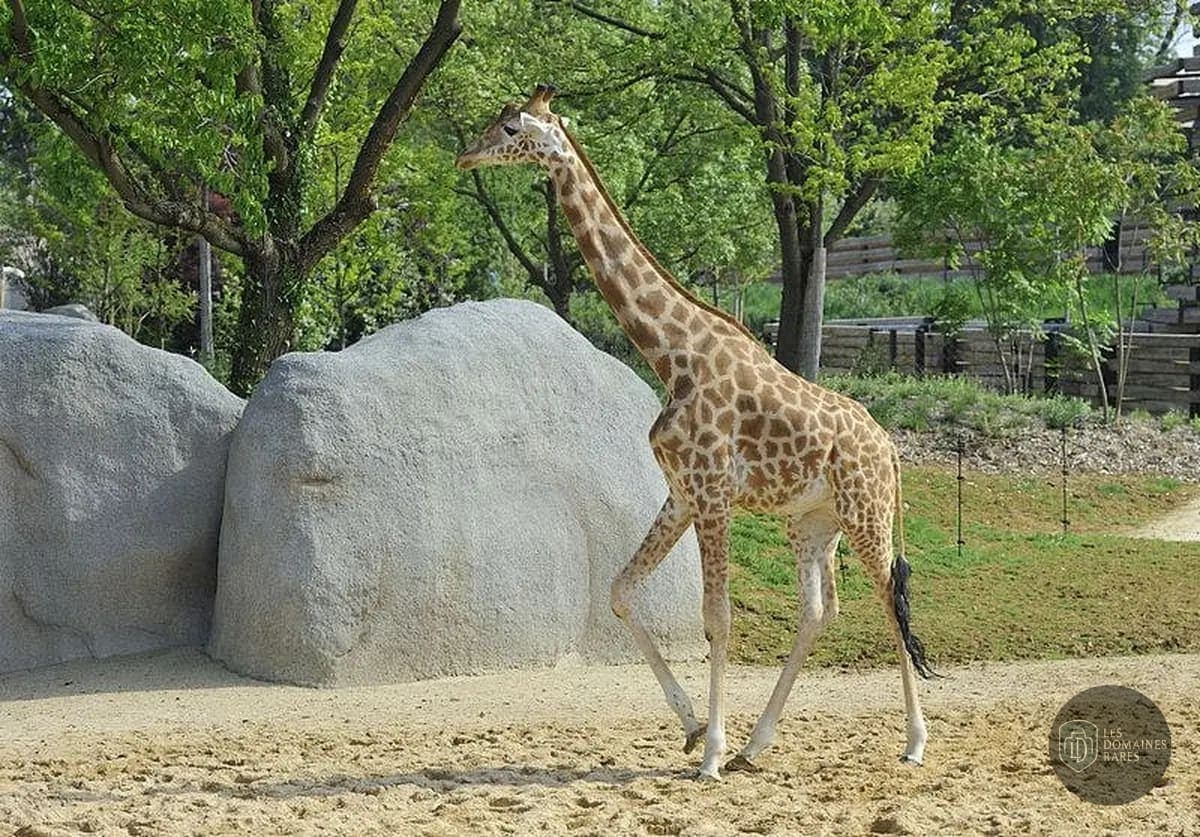 Girafe marchant sur un sol sablonneux