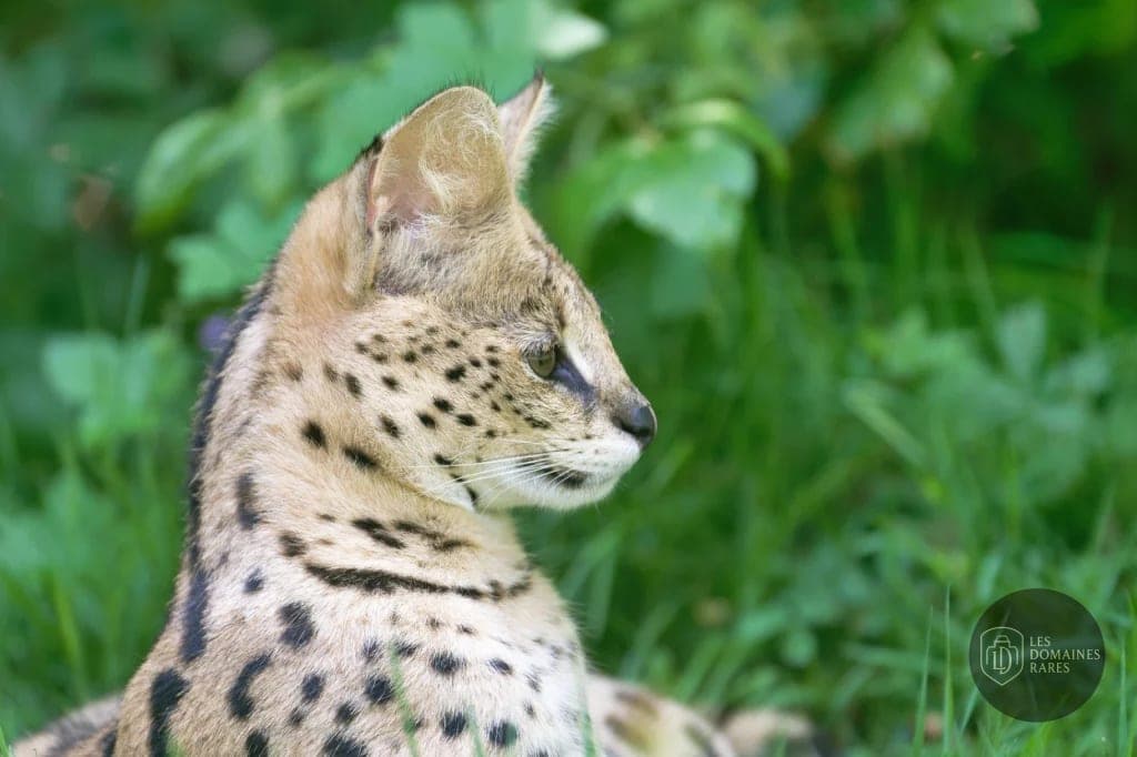 Vue du lieu Touroparc Zoo en Bourgogne-Franche-Comté