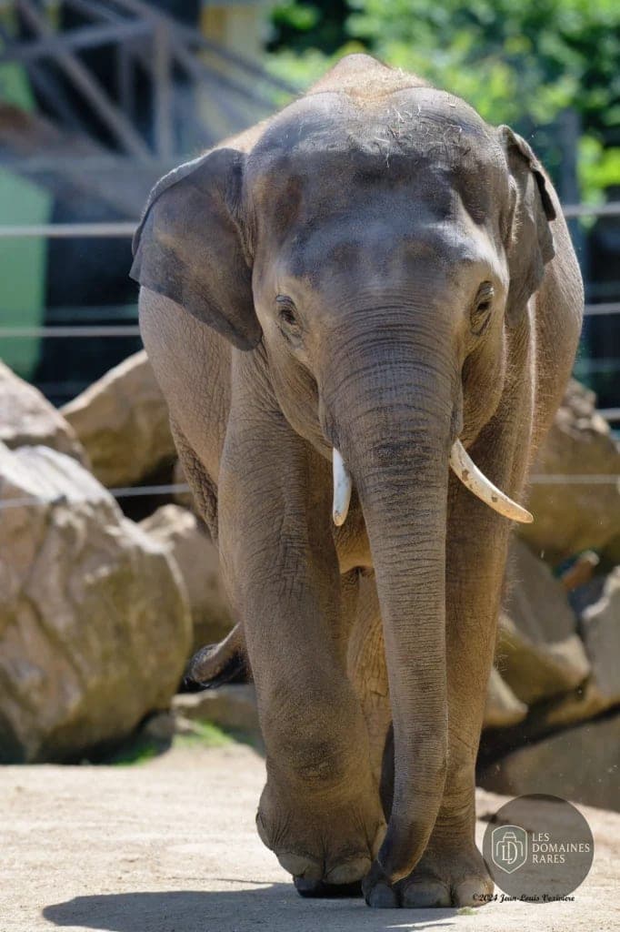 Vue du lieu Touroparc Zoo en Bourgogne-Franche-Comté