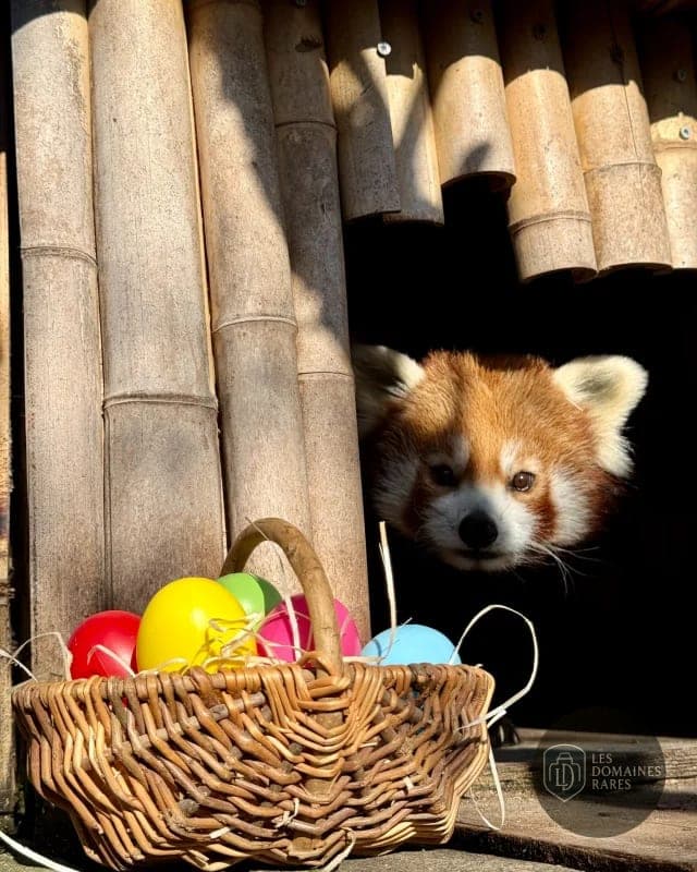 Vue du lieu Touroparc Zoo en Bourgogne-Franche-Comté