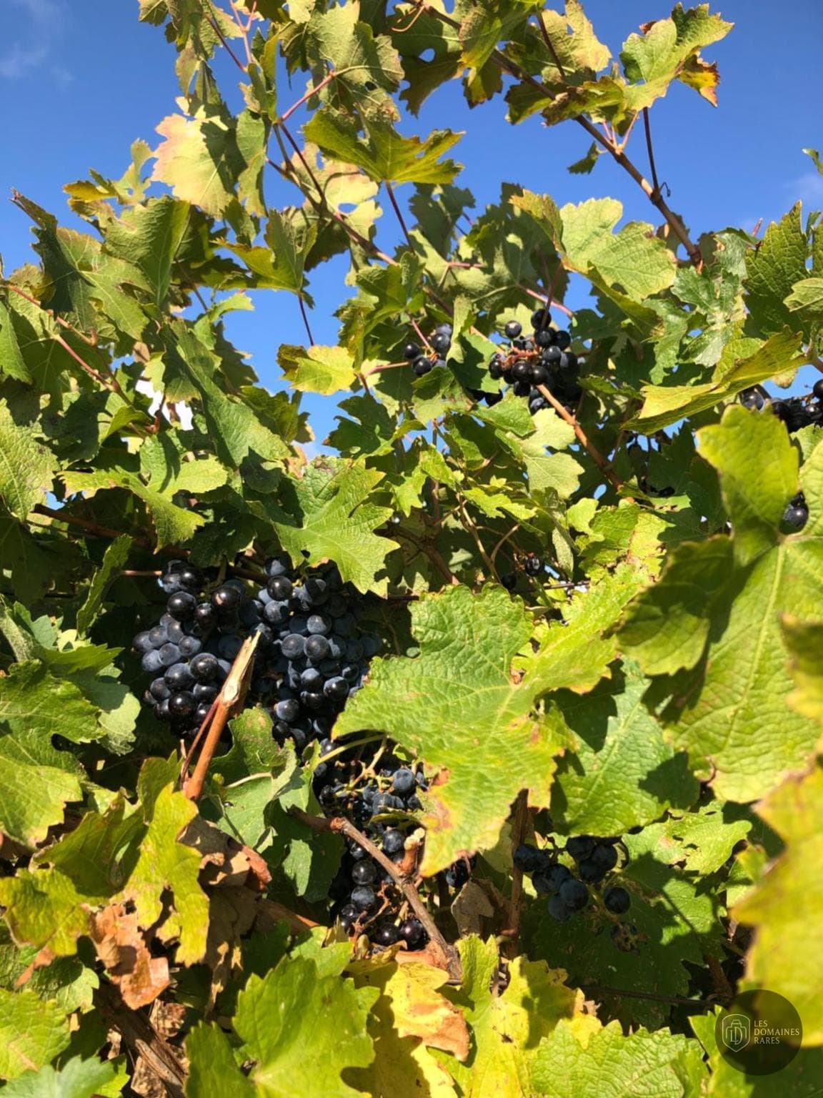 Vue extérieure du moulin Vamos Padel Magalas à Magalas en Occitanie