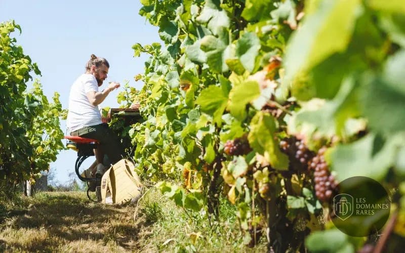 Vue du lieu Vignoble Marchais en Pays de la Loire