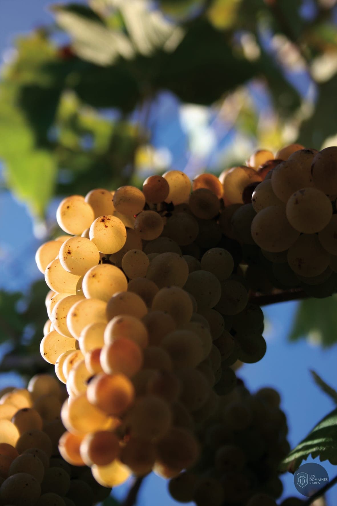 Vue du domaine Vignobles Mourat en Pays de la Loire