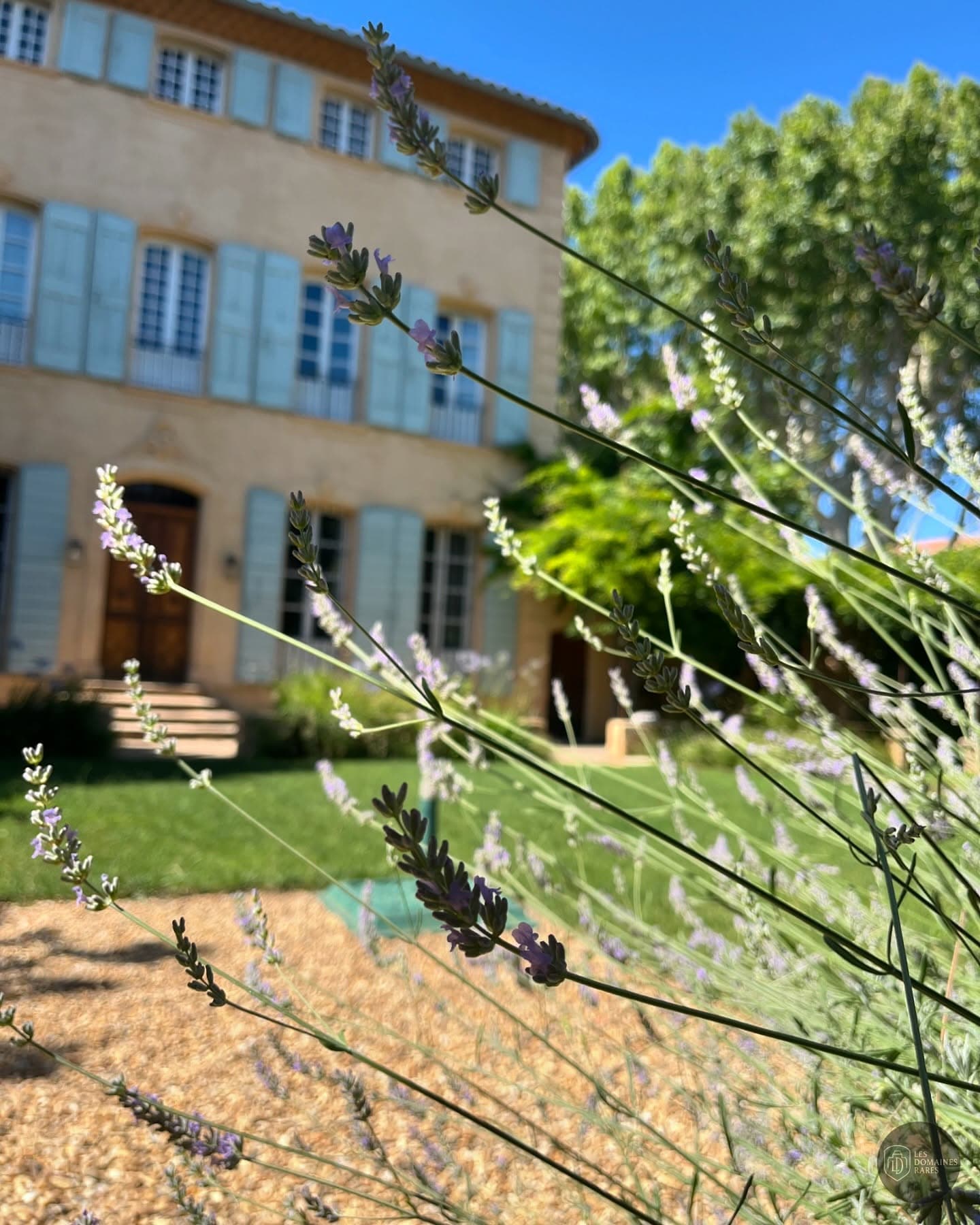 Jardin avec lavande et façade de la Villa