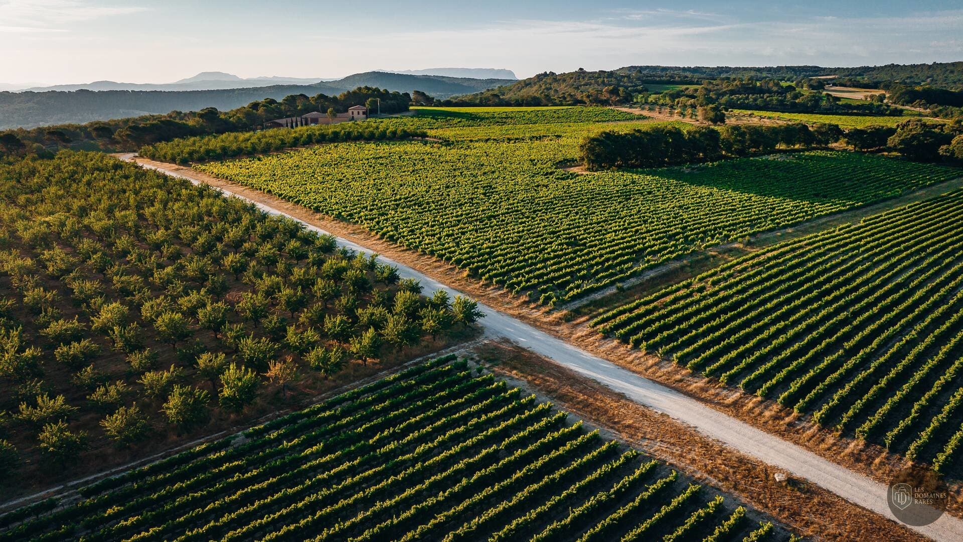 Vue aérienne des vignes du domaine