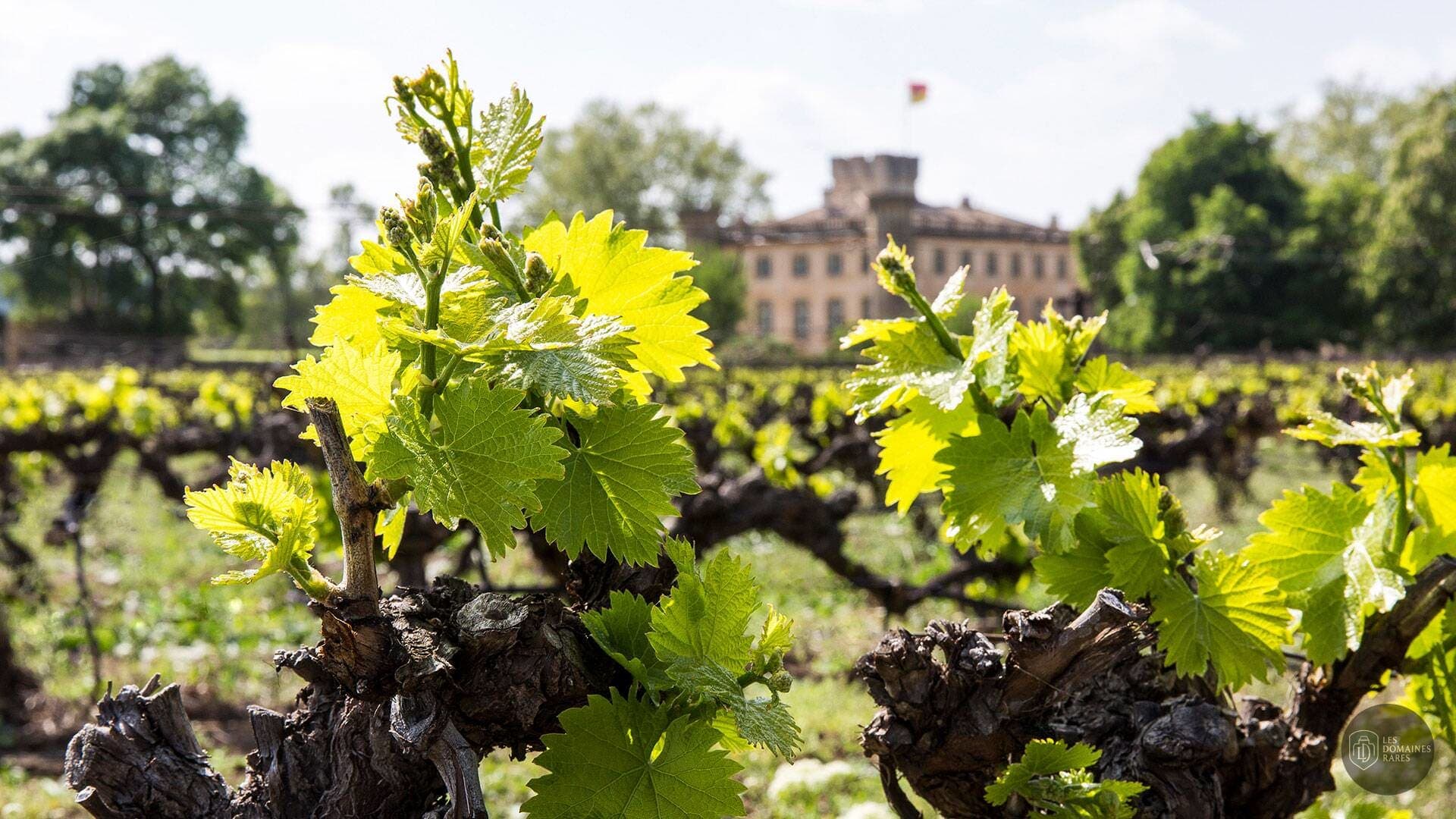 Vignes du domaine avec villa en arrière-plan
