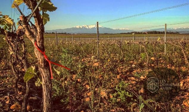 Vignes du domaine avec montagne en fond