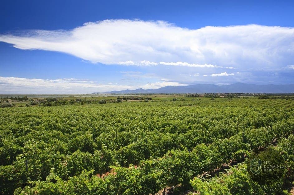 Vignes à perte de vue